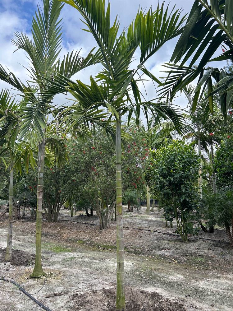 ptychosperma-elegans-alexander-palm-solitaire-palm