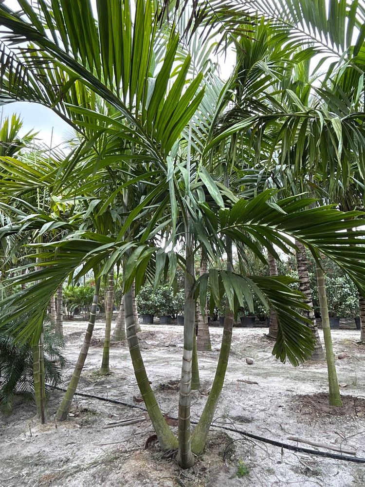 ptychosperma-elegans-alexander-palm-solitaire-palm