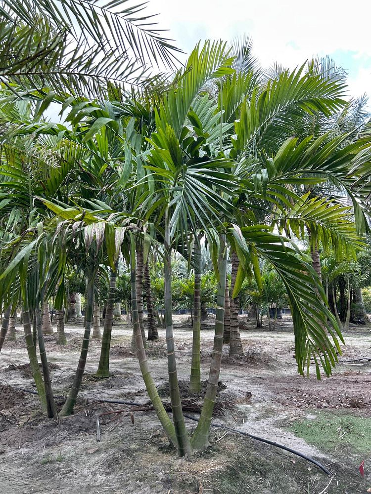 ptychosperma-elegans-alexander-palm-solitaire-palm