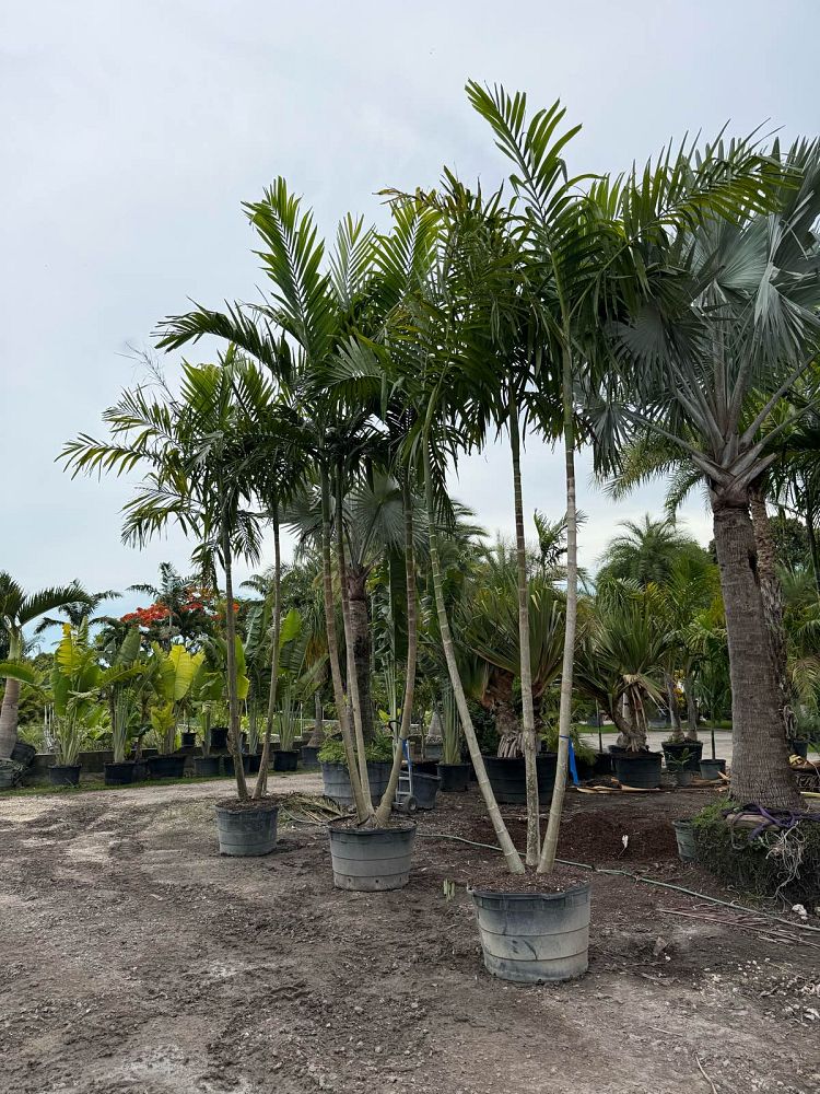 ptychosperma-elegans-alexander-palm-solitaire-palm