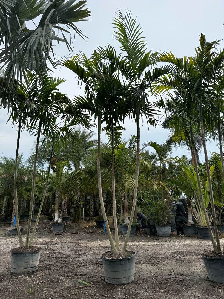 ptychosperma-elegans-alexander-palm-solitaire-palm