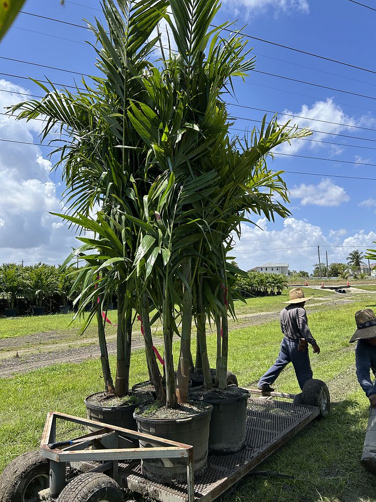 ptychosperma-elegans-alexander-palm-solitaire-palm