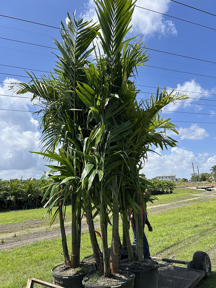 ptychosperma-elegans-alexander-palm-solitaire-palm