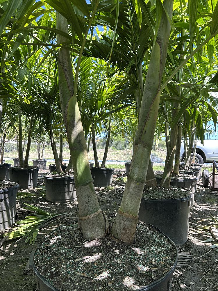 ptychosperma-elegans-alexander-palm-solitaire-palm