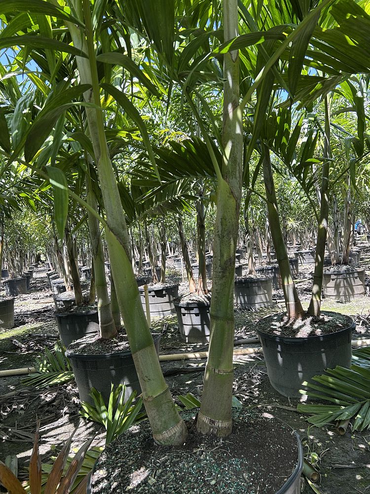 ptychosperma-elegans-alexander-palm-solitaire-palm