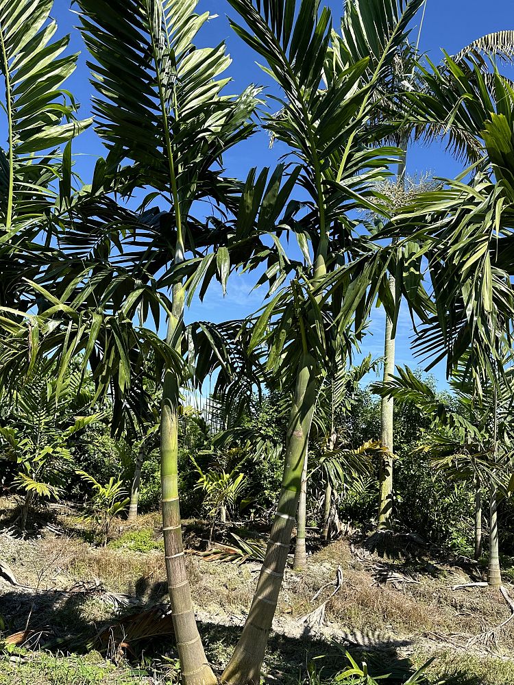 ptychosperma-elegans-alexander-palm-solitaire-palm