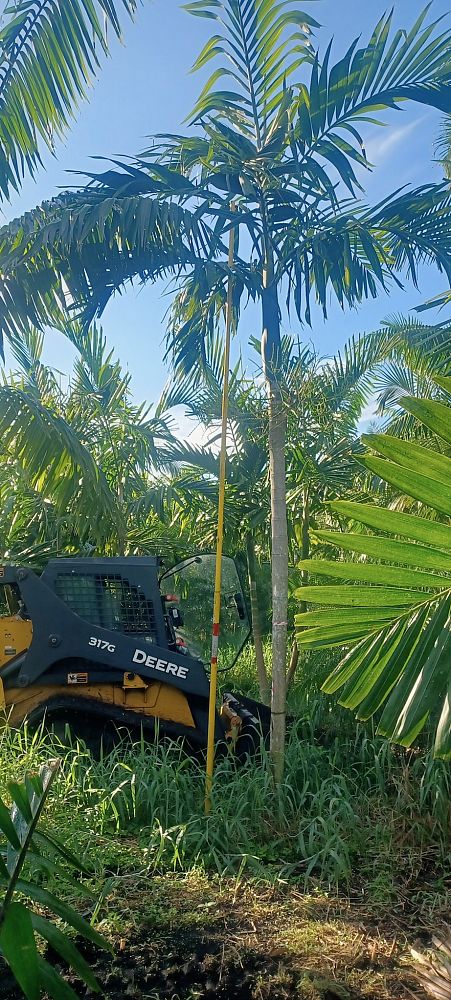 ptychosperma-elegans-alexander-palm-solitaire-palm