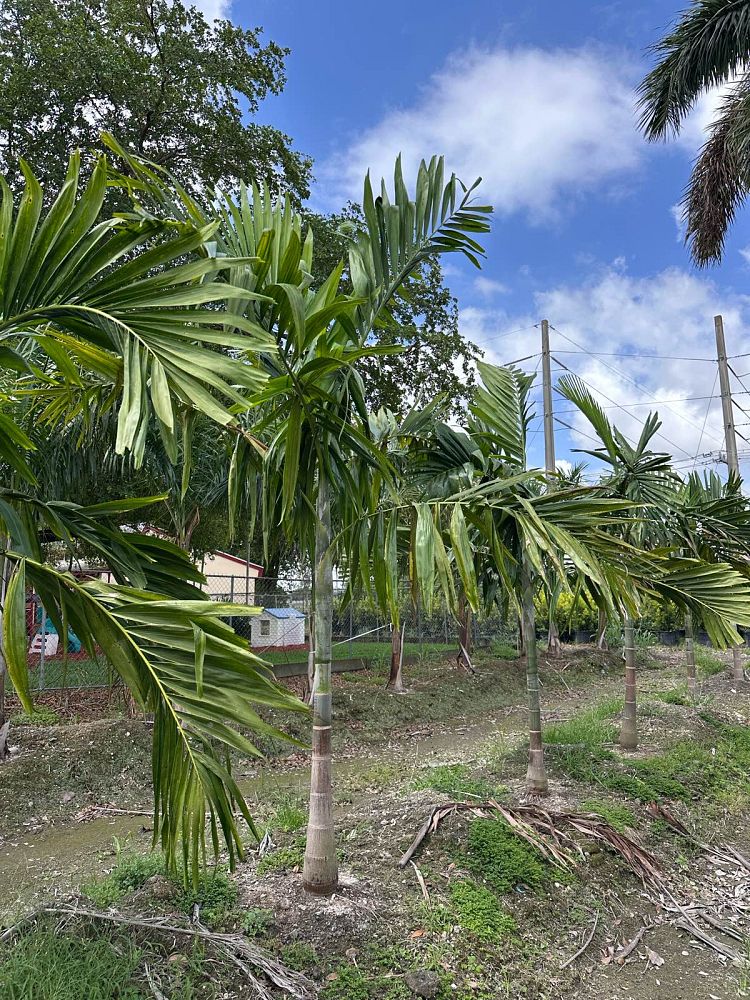 ptychosperma-elegans-alexander-palm-solitaire-palm