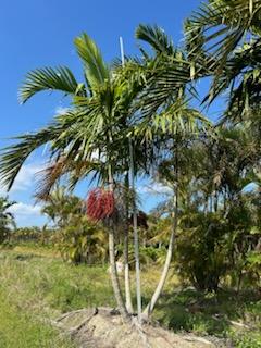 ptychosperma-elegans-alexander-palm-solitaire-palm