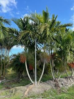 ptychosperma-elegans-alexander-palm-solitaire-palm