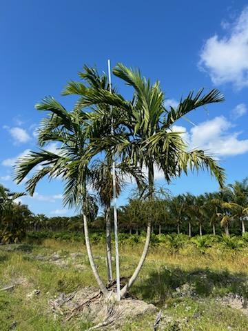 ptychosperma-elegans-alexander-palm-solitaire-palm