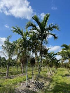 ptychosperma-elegans-alexander-palm-solitaire-palm