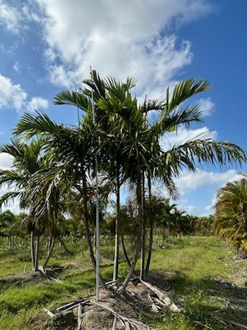 ptychosperma-elegans-alexander-palm-solitaire-palm