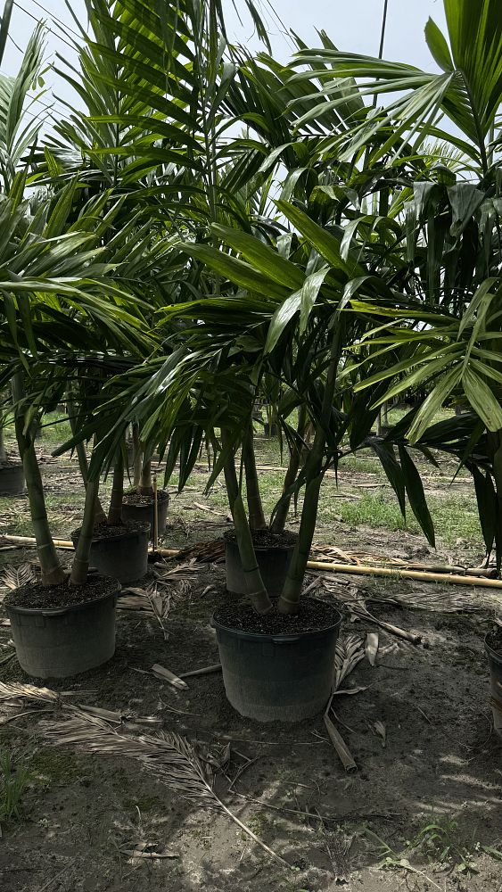 ptychosperma-elegans-alexander-palm-solitaire-palm