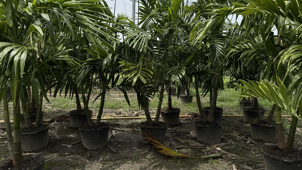 ptychosperma-elegans-alexander-palm-solitaire-palm