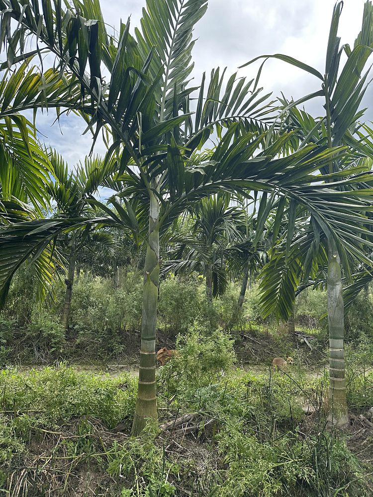 ptychosperma-elegans-alexander-palm-solitaire-palm