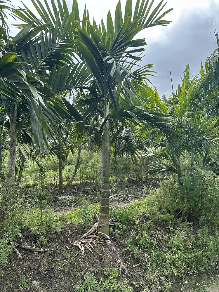 ptychosperma-elegans-alexander-palm-solitaire-palm