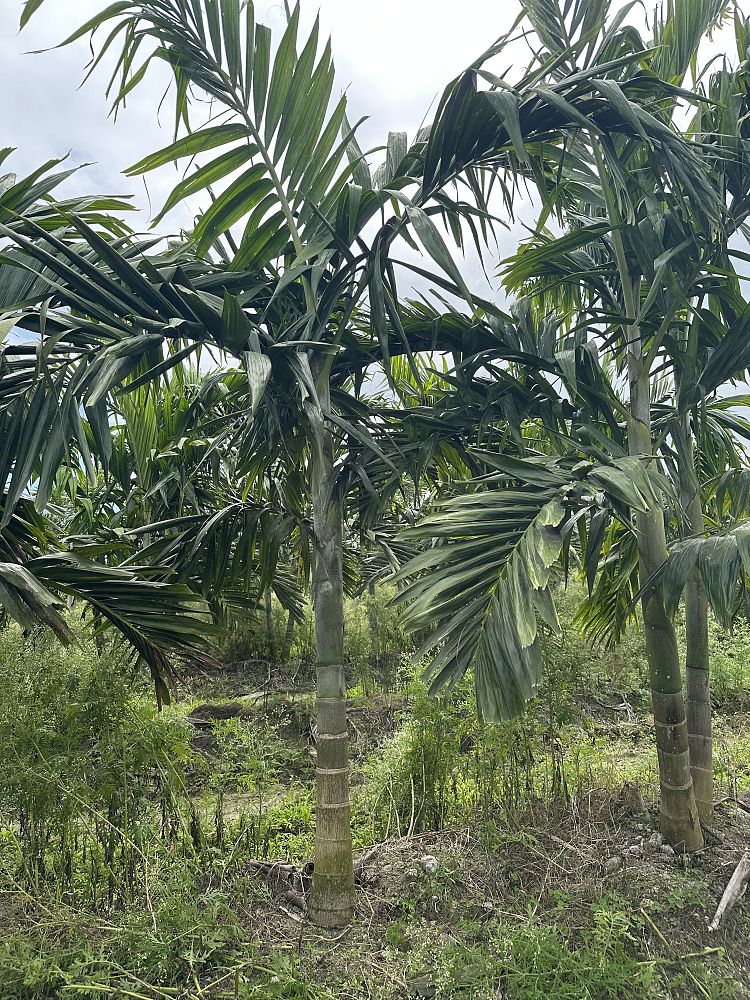 ptychosperma-elegans-alexander-palm-solitaire-palm