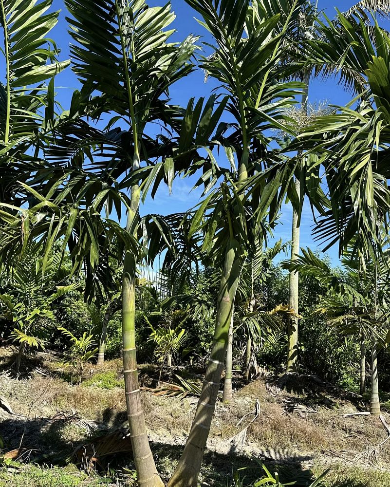 ptychosperma-elegans-alexander-palm-solitaire-palm