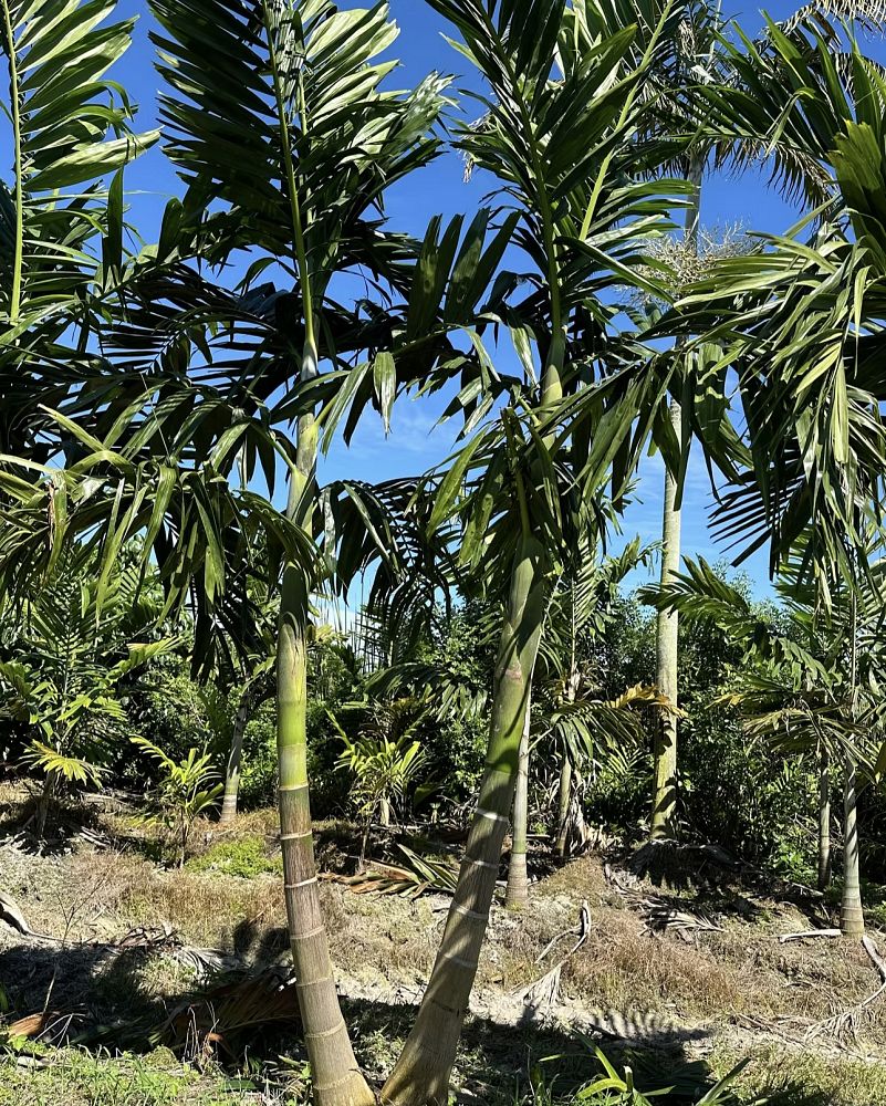 ptychosperma-elegans-alexander-palm-solitaire-palm