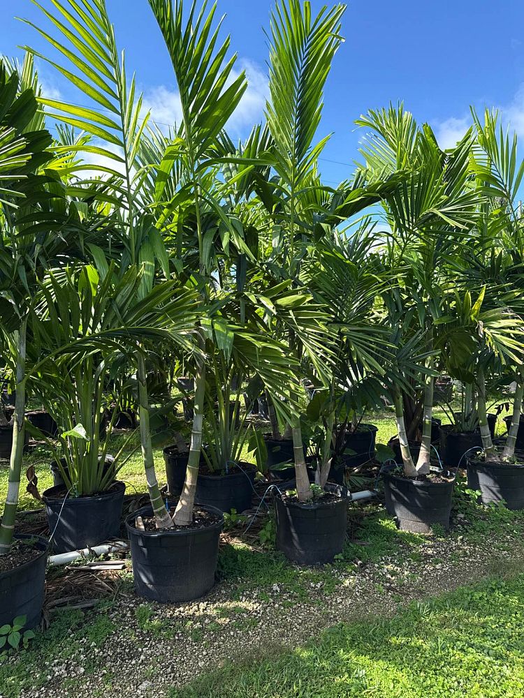 ptychosperma-elegans-alexander-palm-solitaire-palm