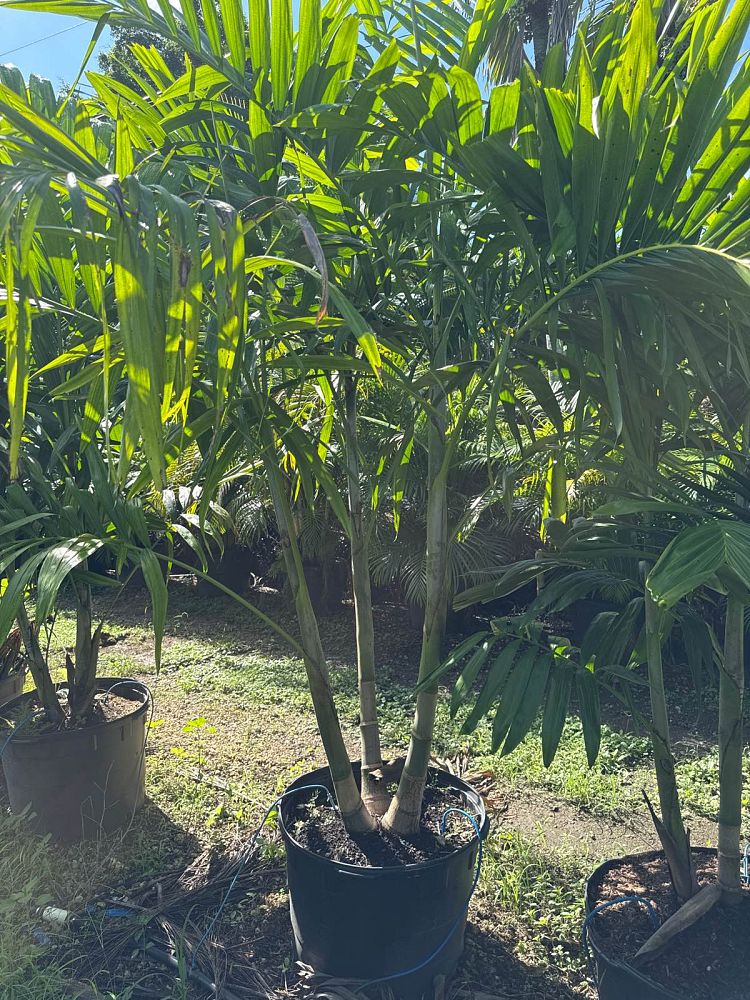 ptychosperma-elegans-alexander-palm-solitaire-palm
