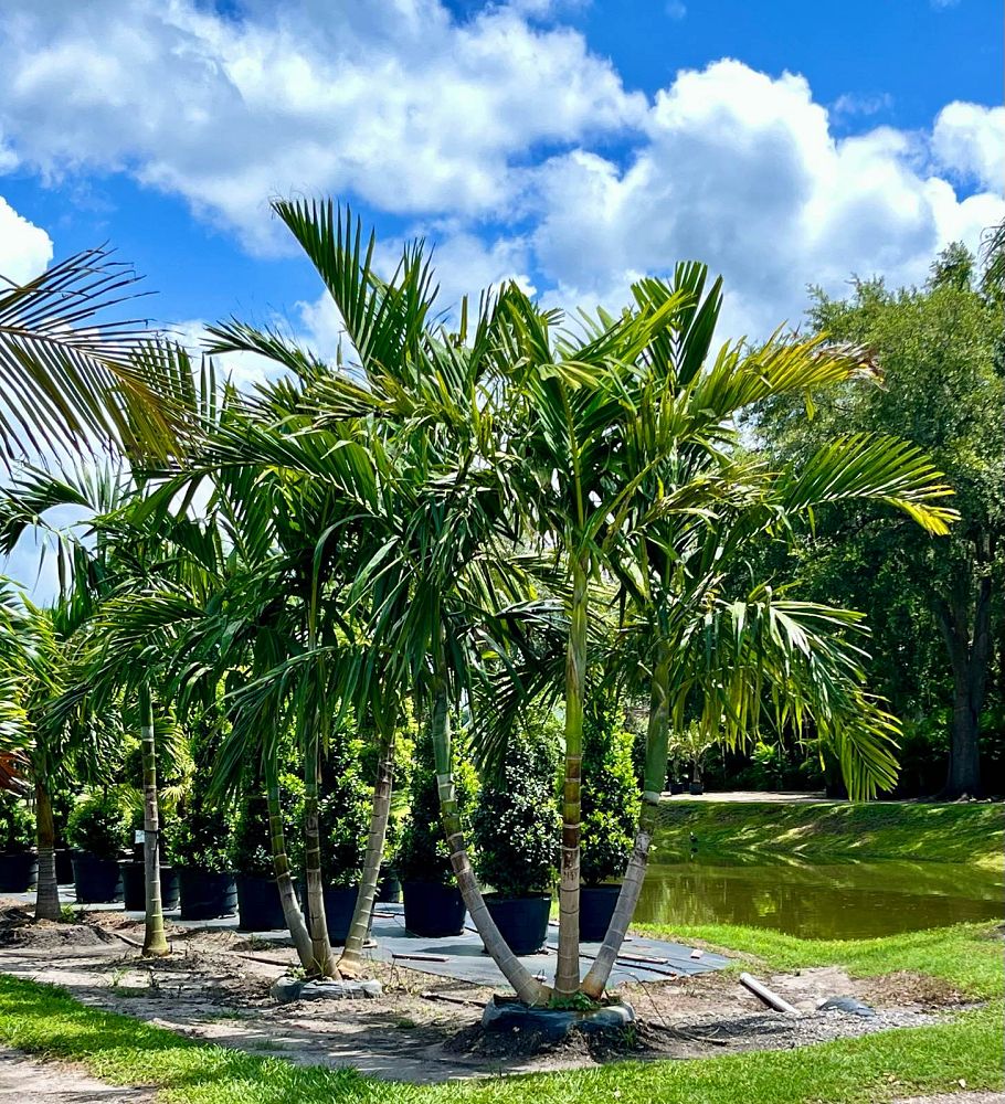 ptychosperma-elegans-alexander-palm-solitaire-palm