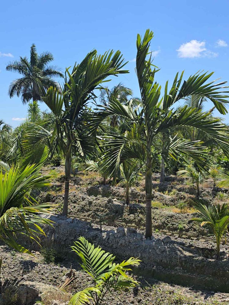 ptychosperma-elegans-alexander-palm-solitaire-palm