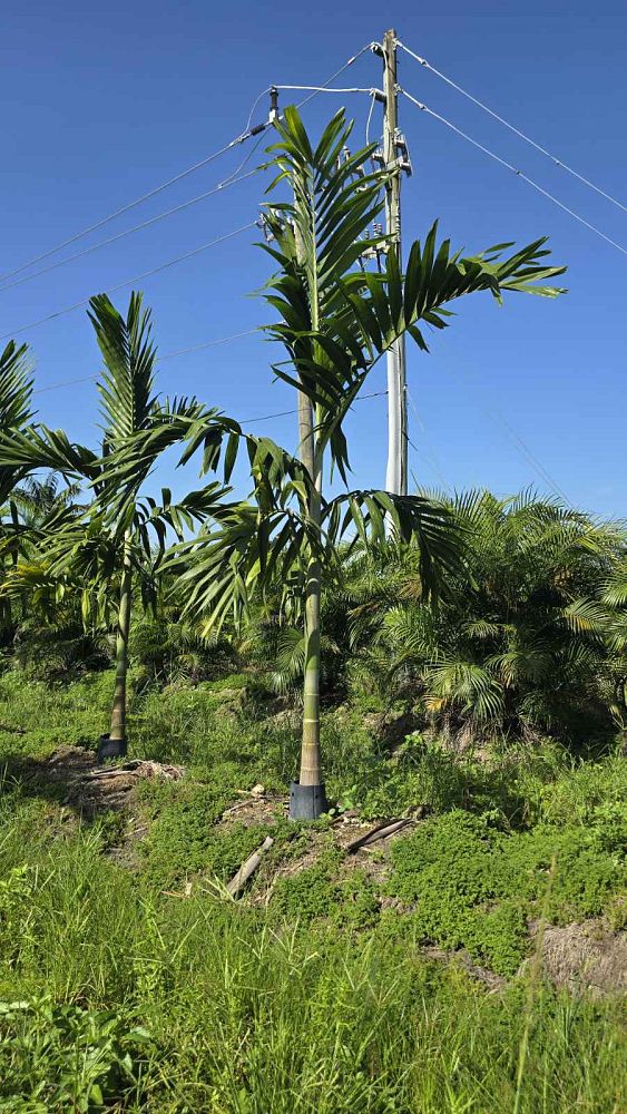 ptychosperma-elegans-alexander-palm-solitaire-palm