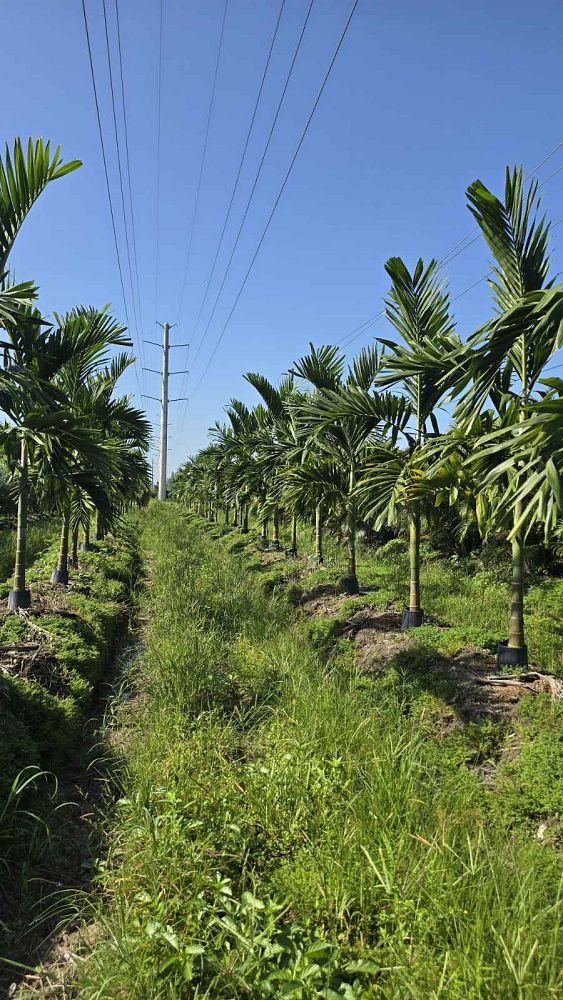 ptychosperma-elegans-alexander-palm-solitaire-palm