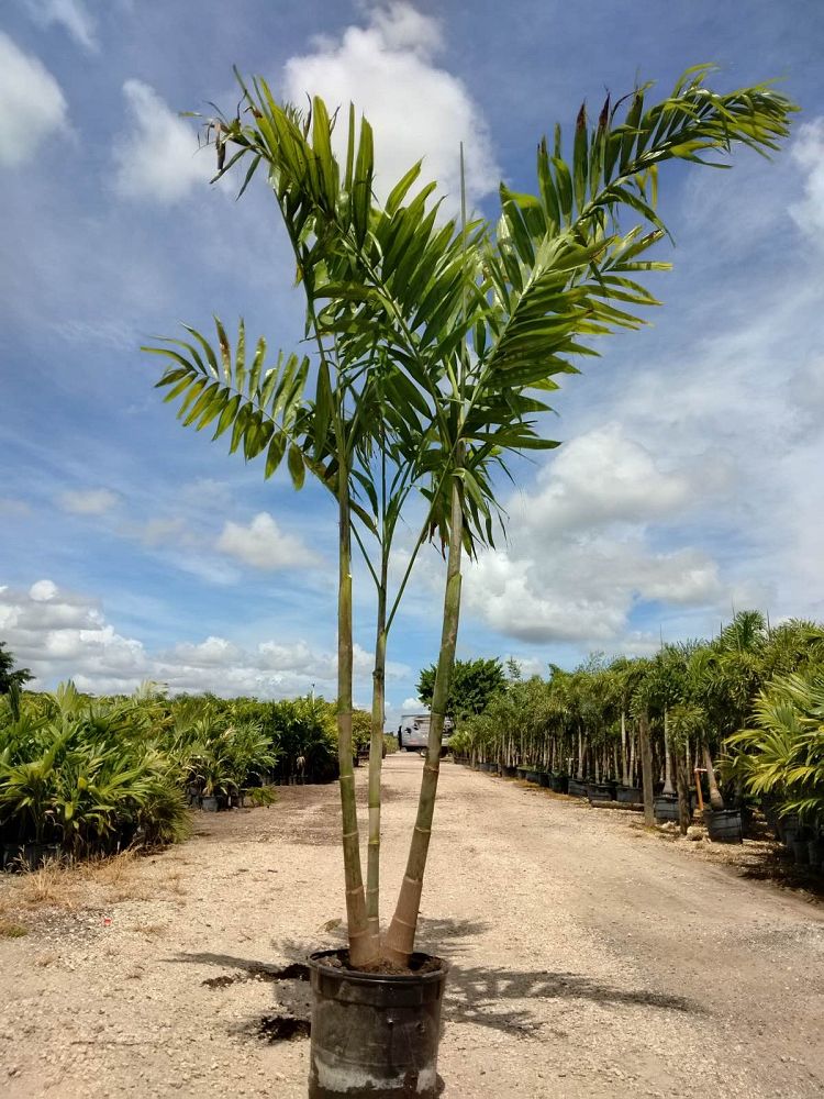 ptychosperma-elegans-alexander-palm-solitaire-palm