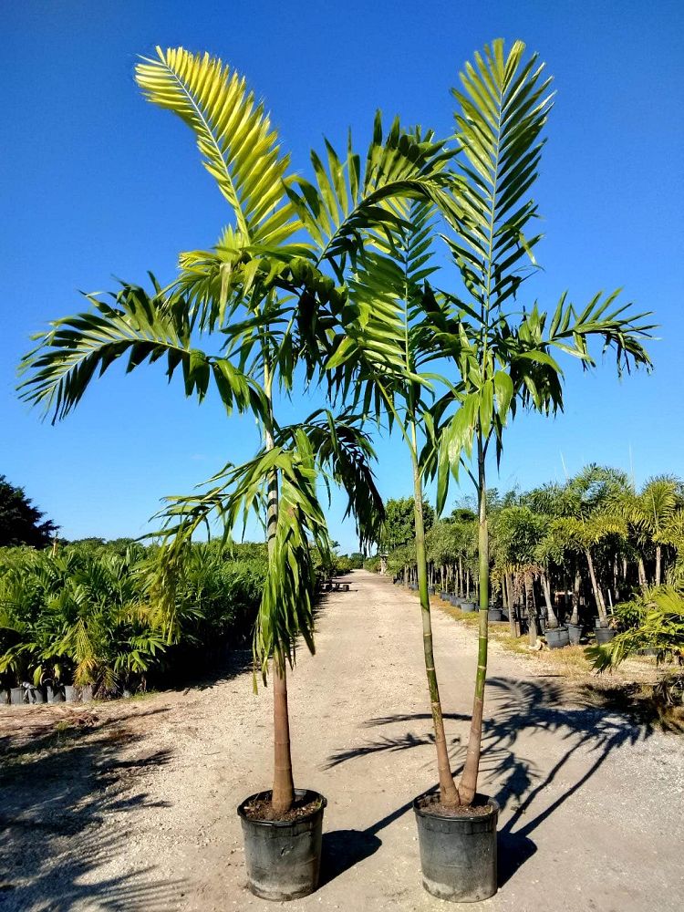 ptychosperma-elegans-alexander-palm-solitaire-palm