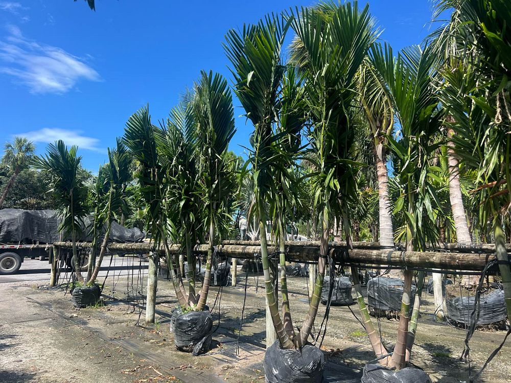 ptychosperma-elegans-alexander-palm-solitaire-palm