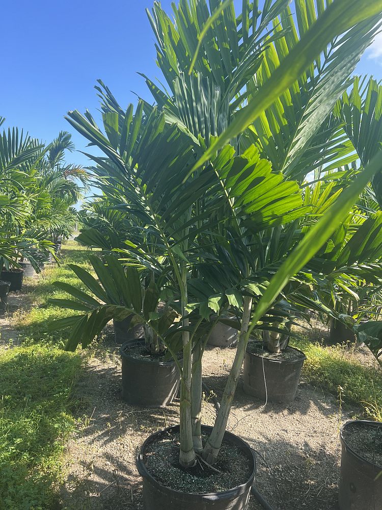 ptychosperma-elegans-alexander-palm-solitaire-palm