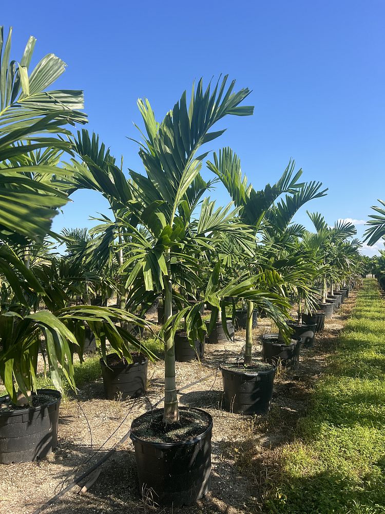 ptychosperma-elegans-alexander-palm-solitaire-palm