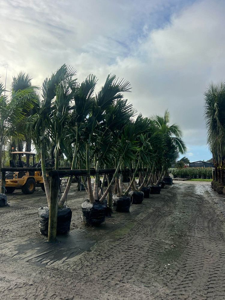 ptychosperma-elegans-alexander-palm-solitaire-palm