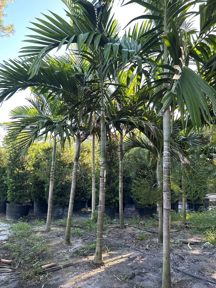 ptychosperma-elegans-alexander-palm-solitaire-palm