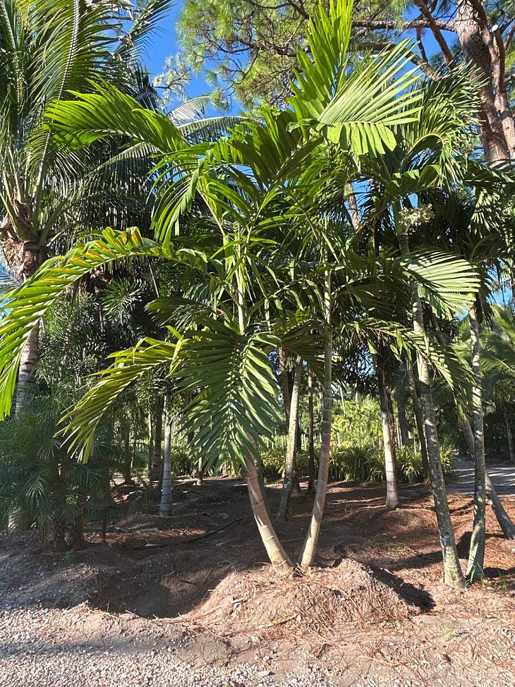 ptychosperma-elegans-alexander-palm-solitaire-palm