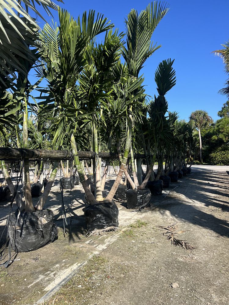 ptychosperma-elegans-alexander-palm-solitaire-palm