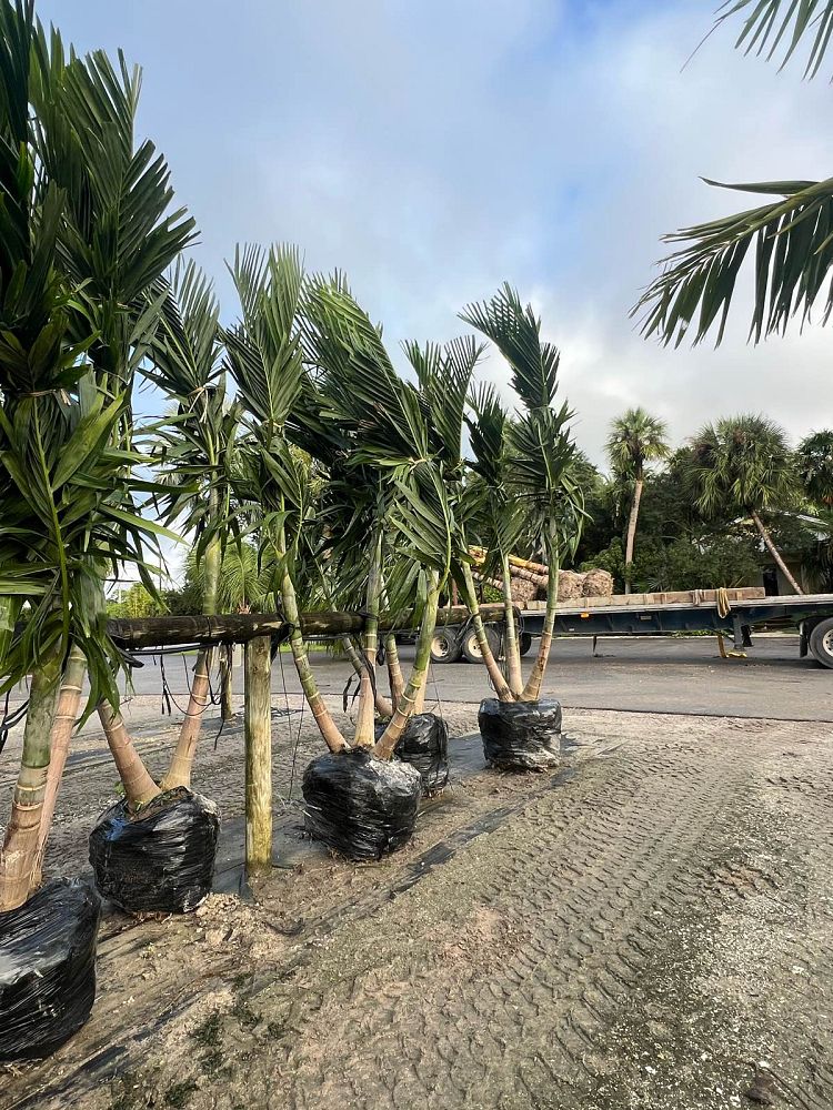 ptychosperma-elegans-alexander-palm-solitaire-palm