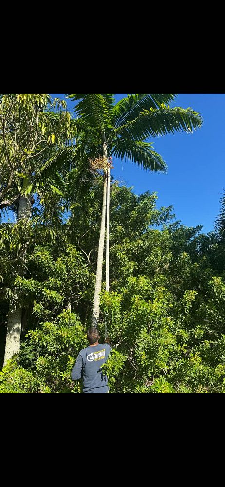 ptychosperma-elegans-alexander-palm-solitaire-palm