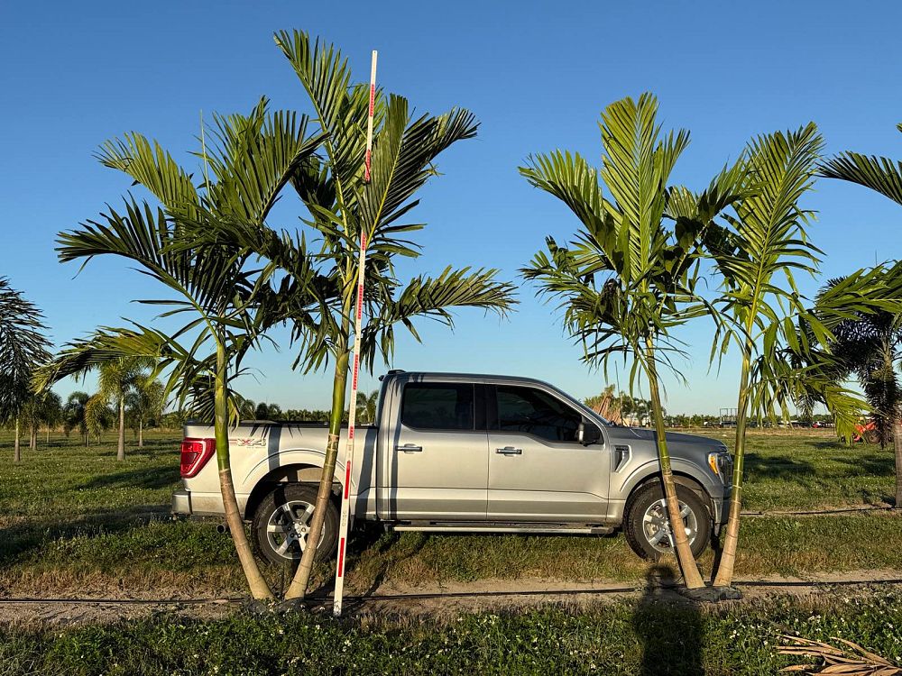 ptychosperma-elegans-alexander-palm-solitaire-palm