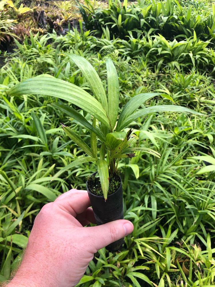 ptychosperma-lineare-lineare-palm
