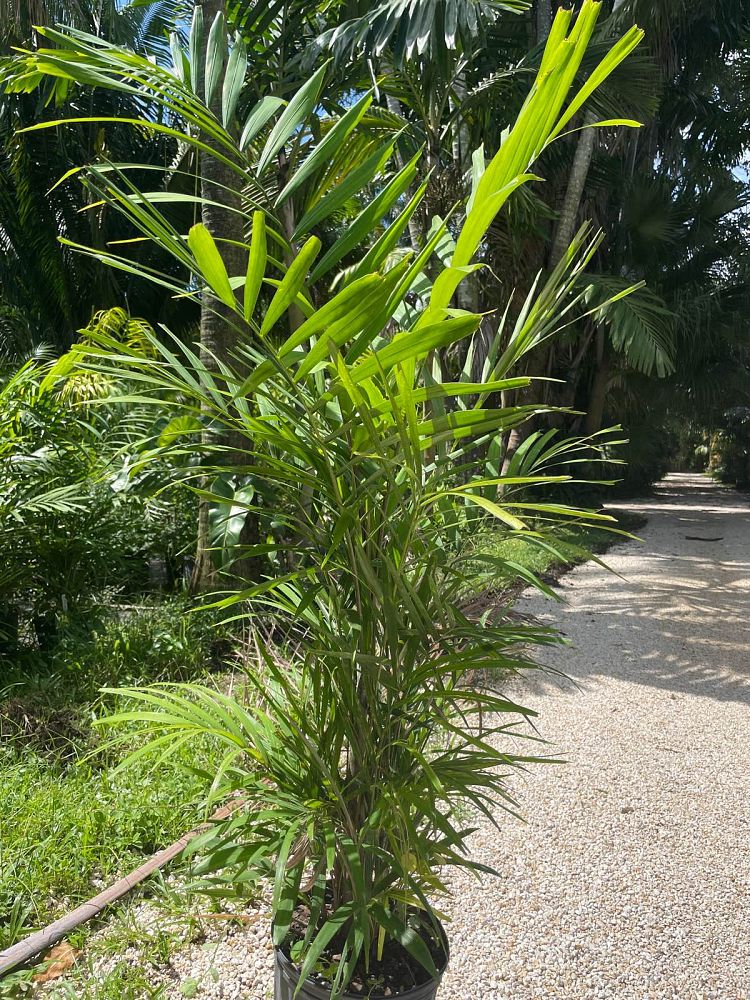 ptychosperma-lineare-lineare-palm