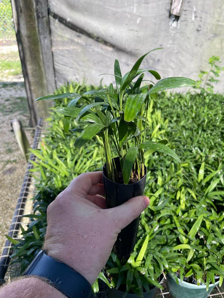 ptychosperma-lineare-lineare-palm