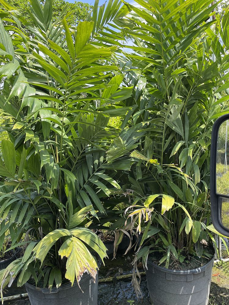 ptychosperma-lineare-lineare-palm