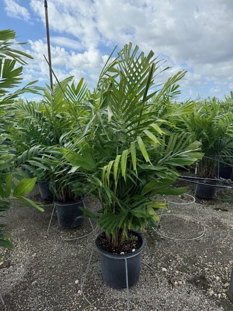 ptychosperma-lineare-lineare-palm