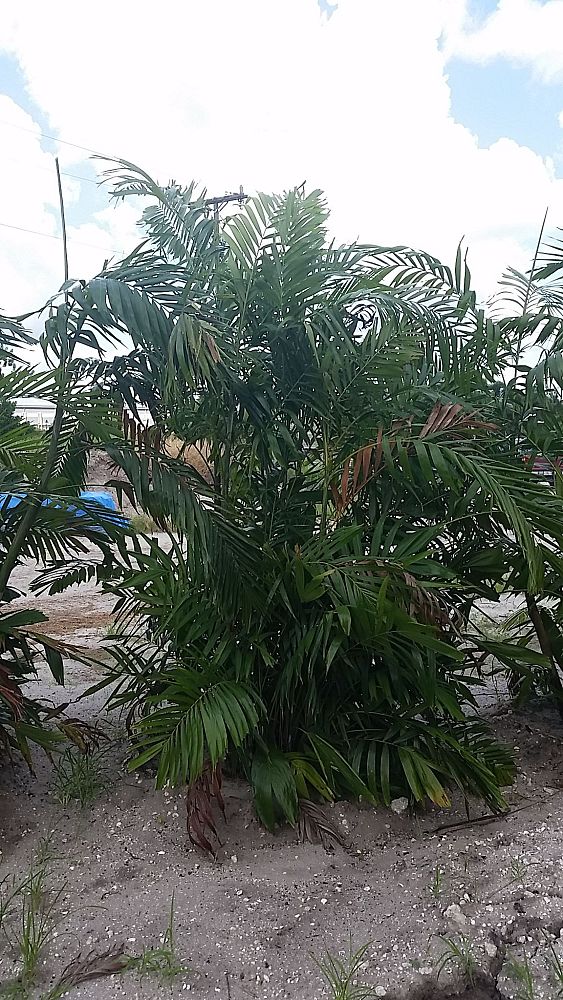 ptychosperma-macarthurii-macarthur-palm
