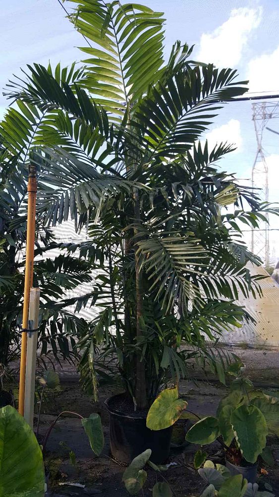 ptychosperma-macarthurii-macarthur-palm