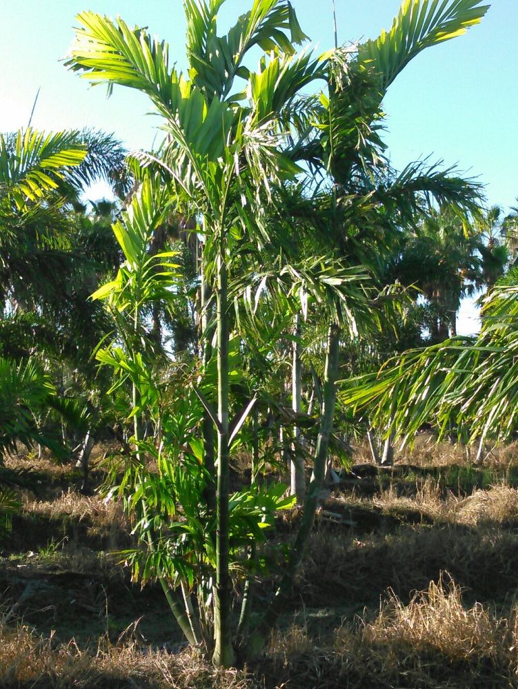 ptychosperma-macarthurii-macarthur-palm